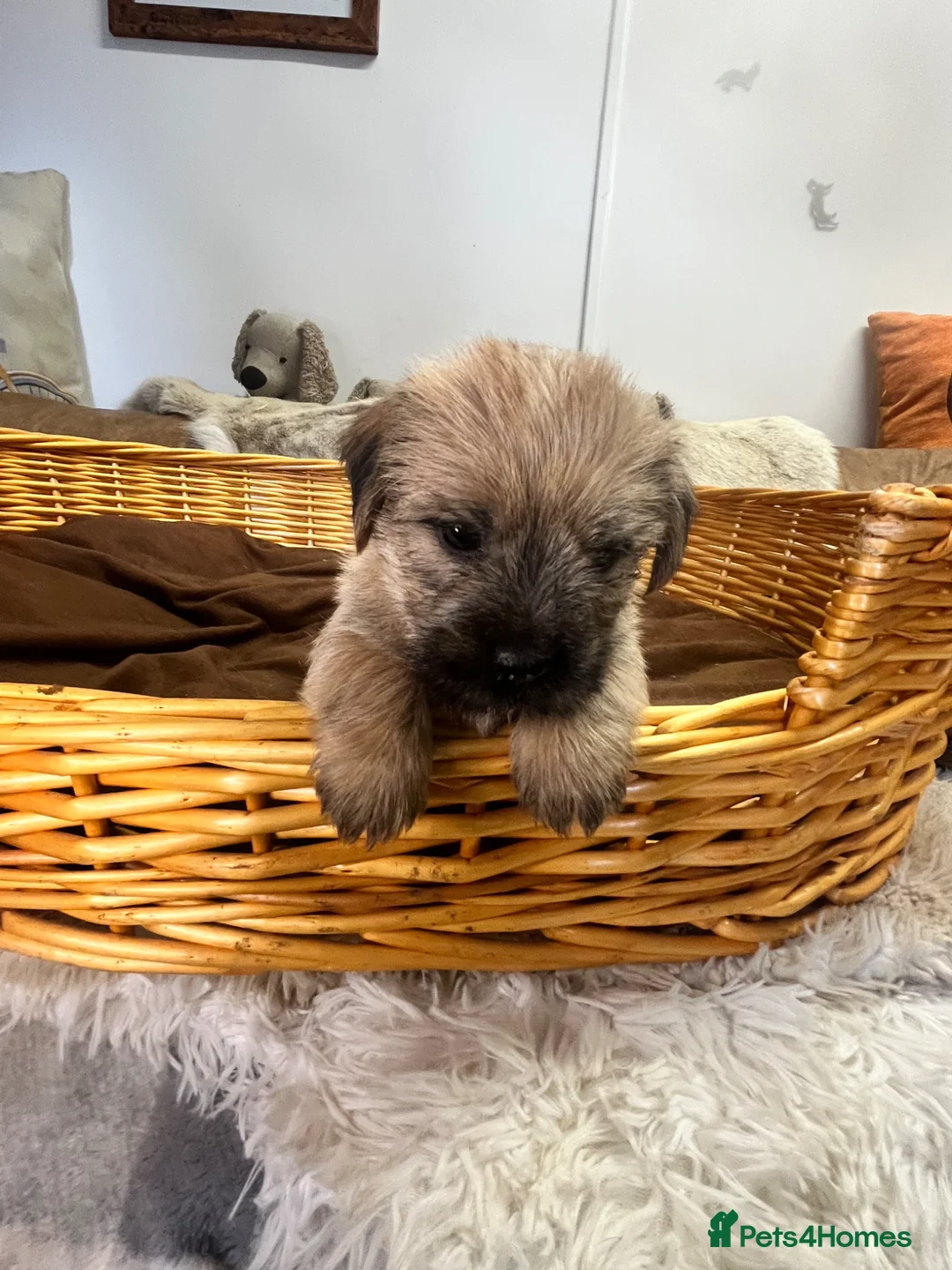 Mixed Breed dogs for sale: Stunning Norjacks - Advert 9