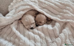 Mixed Breed dogs for sale: Malshipoos puppies 1 boy 1 girl maltipoo mum  - Image 5