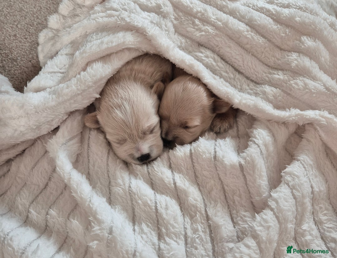 Mixed Breed dogs for sale: Malshipoos puppies 1 boy 1 girl maltipoo mum  - Image 5