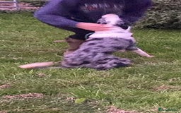 Border Collie dogs for sale: Beautiful Blue Merle Pup - Image 4