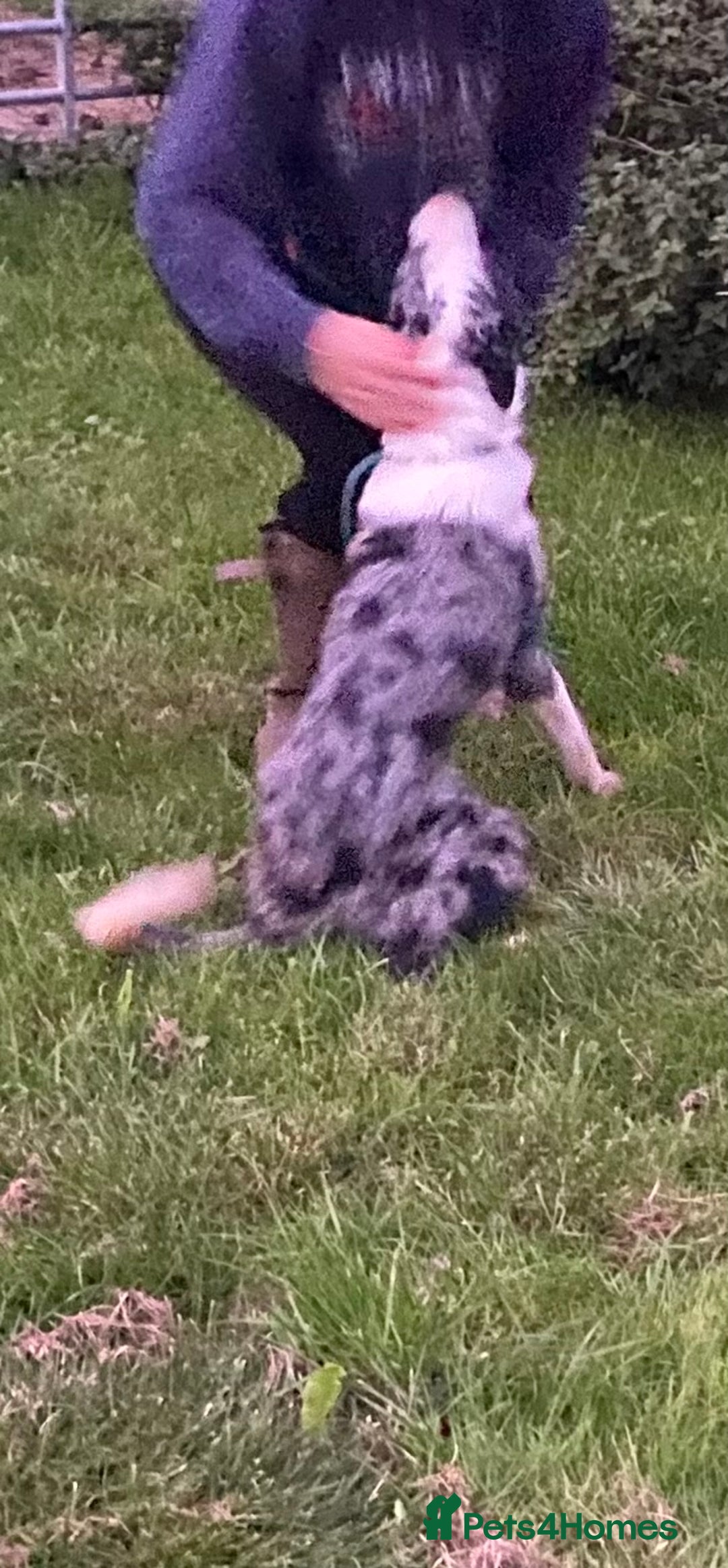 Border Collie dogs for sale: Beautiful Blue Merle Pup - Image 4