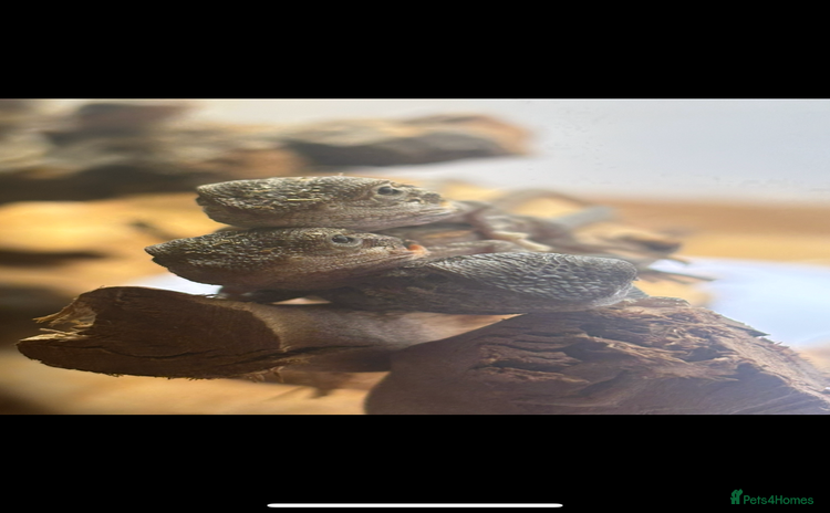 Bearded Dragon reptiles - Advert 4