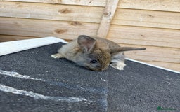 Harlequin rabbits for sale: 2 harlequin doe’s for sale - Image 9