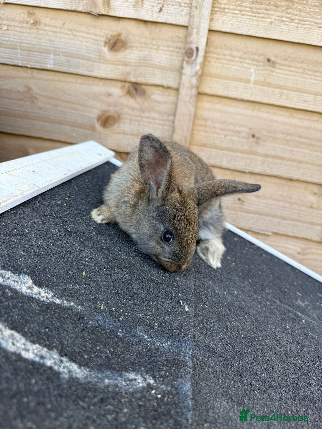 Harlequin rabbits for sale: 2 harlequin doe’s for sale - Image 9