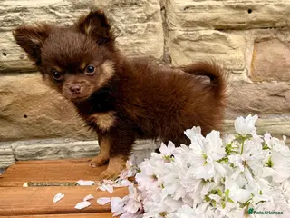 Pomchi dogs Only 1 fluffy Pomchi Pup left! - Advert 7