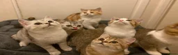 British Shorthair cats for sale: Full Pedigree Kittens available  - Advert 15