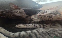 Bengal cats for sale: Three Bengals - Image 12