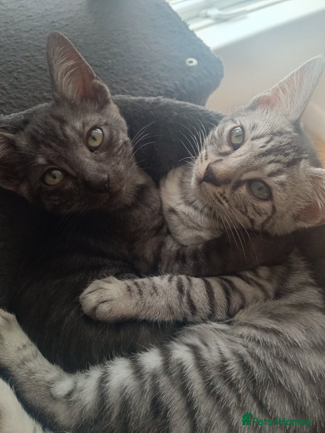 Bengal cats for sale: Three Bengals - Image 12