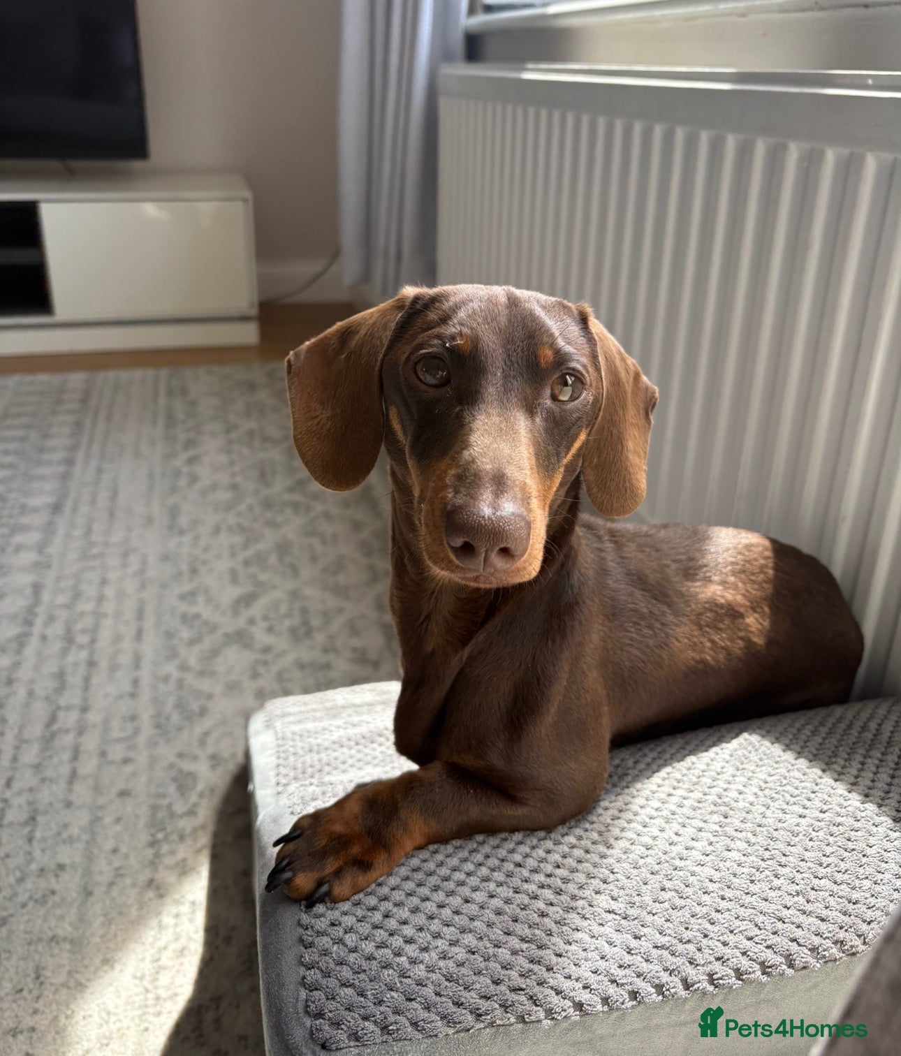 Miniature Dachshund dogs 12 Month Old Mini - Boy  - Advert 1