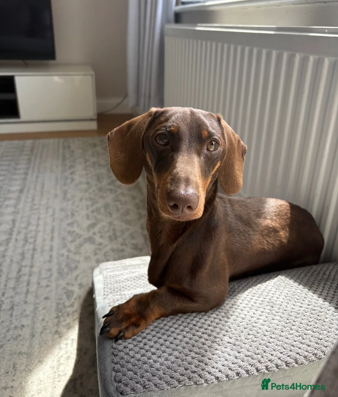 Miniature Dachshund dogs for sale: 12 Month Old Mini - Boy  - Advert 1