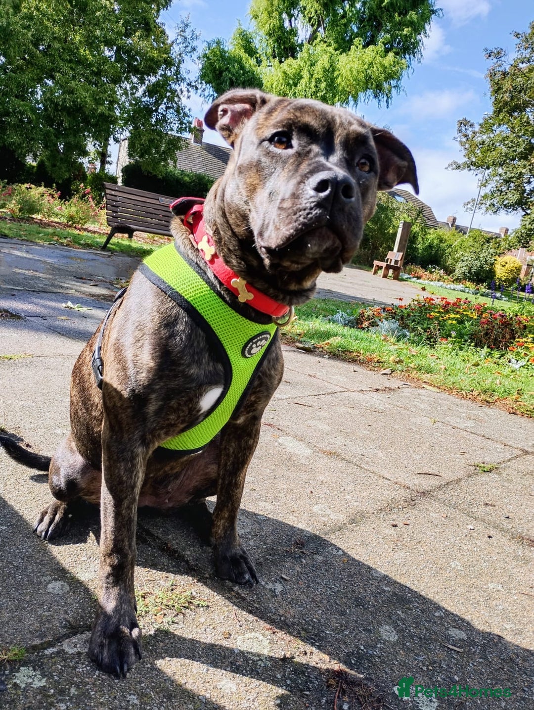 Mixed Breed dogs for sale: Loki 8 months old - Image 3