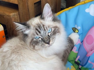 Persian cats Saffiyah and Santi looking for their forever home. - Advert 3