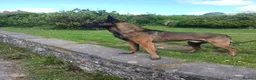 Belgian Shepherd Dog dogs for sale: Belgian Malinois knpv x ring sport fci ikc reg in Omagh - Advert 9