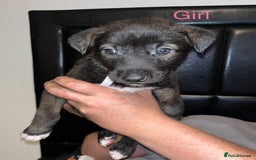 Mixed Breed dogs for sale: Akita x lurcher  - Image 6