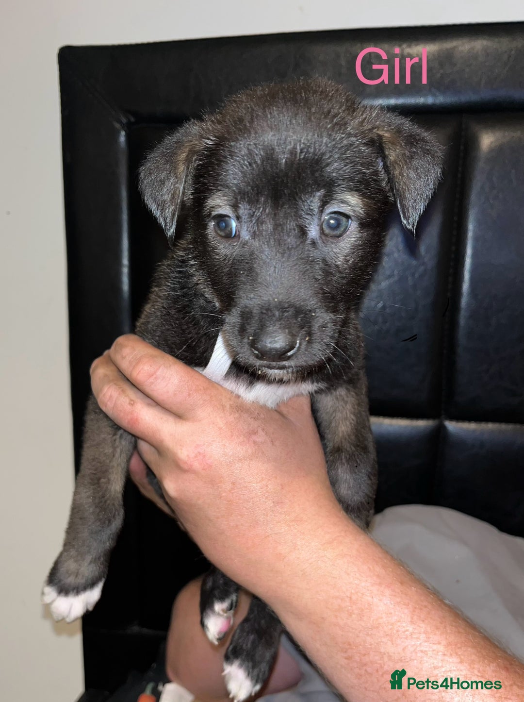 Mixed Breed dogs for sale: Akita x lurcher  - Image 6