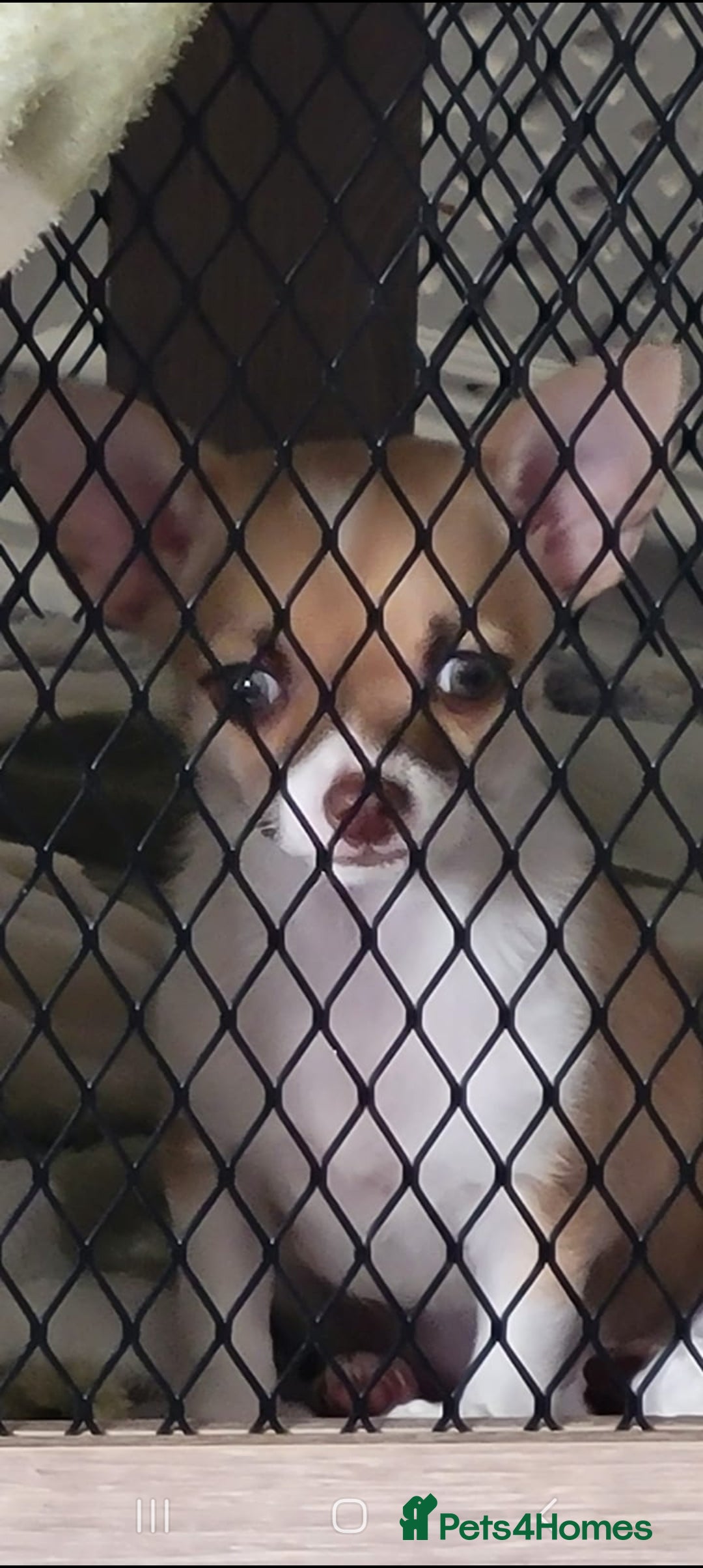 Chihuahua dogs for sale: Boy & girl chihuahua puppies  - Image 9