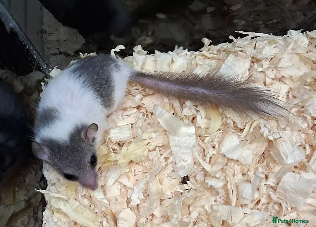 Mouse rodents for sale: Pied African Pygmy Door Mouse   - Advert 3