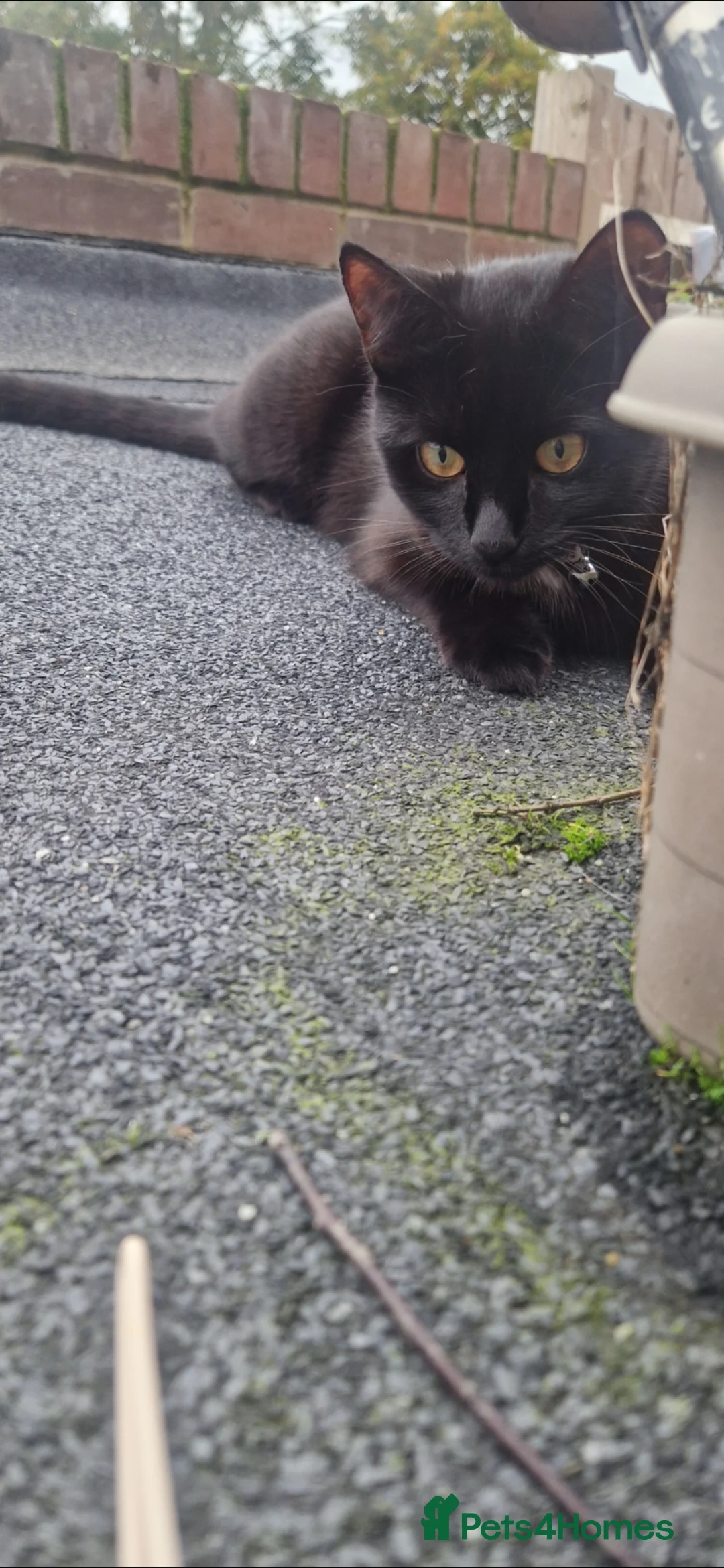 Mixed Breed cats for sale: 3 year old Luna - Advert 2
