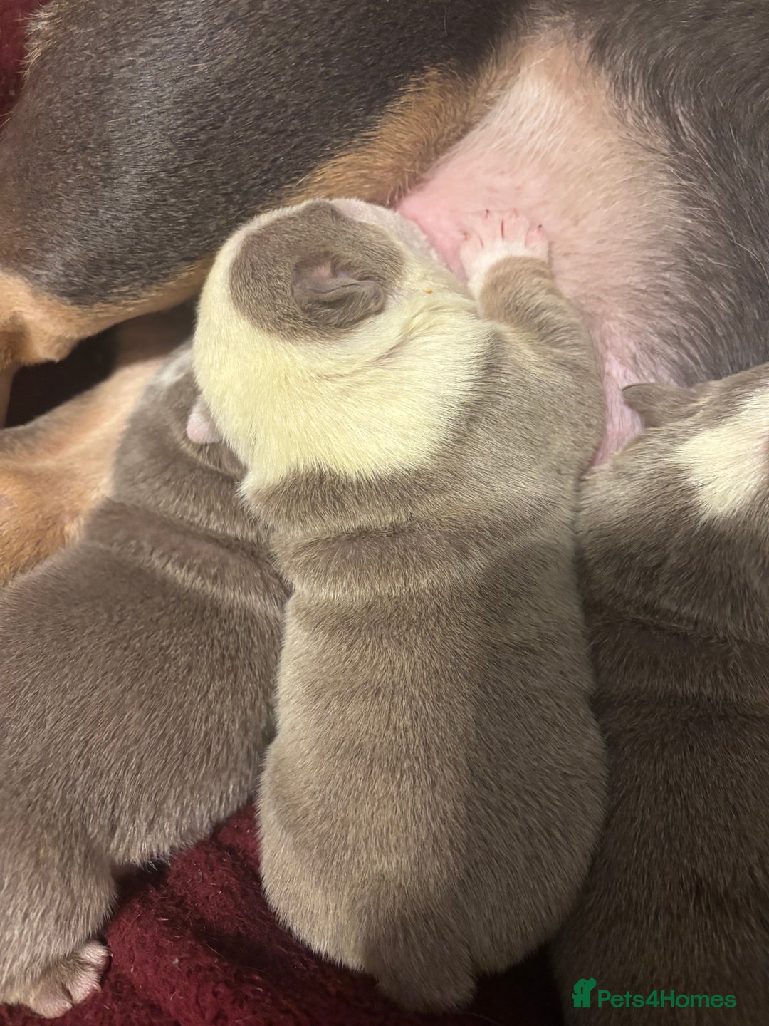 English Bulldog dogs for sale: 4 beautiful strong puppies - Advert 16