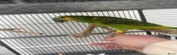 Parrots birds for sale: Blue fronted Amazon - Advert 3
