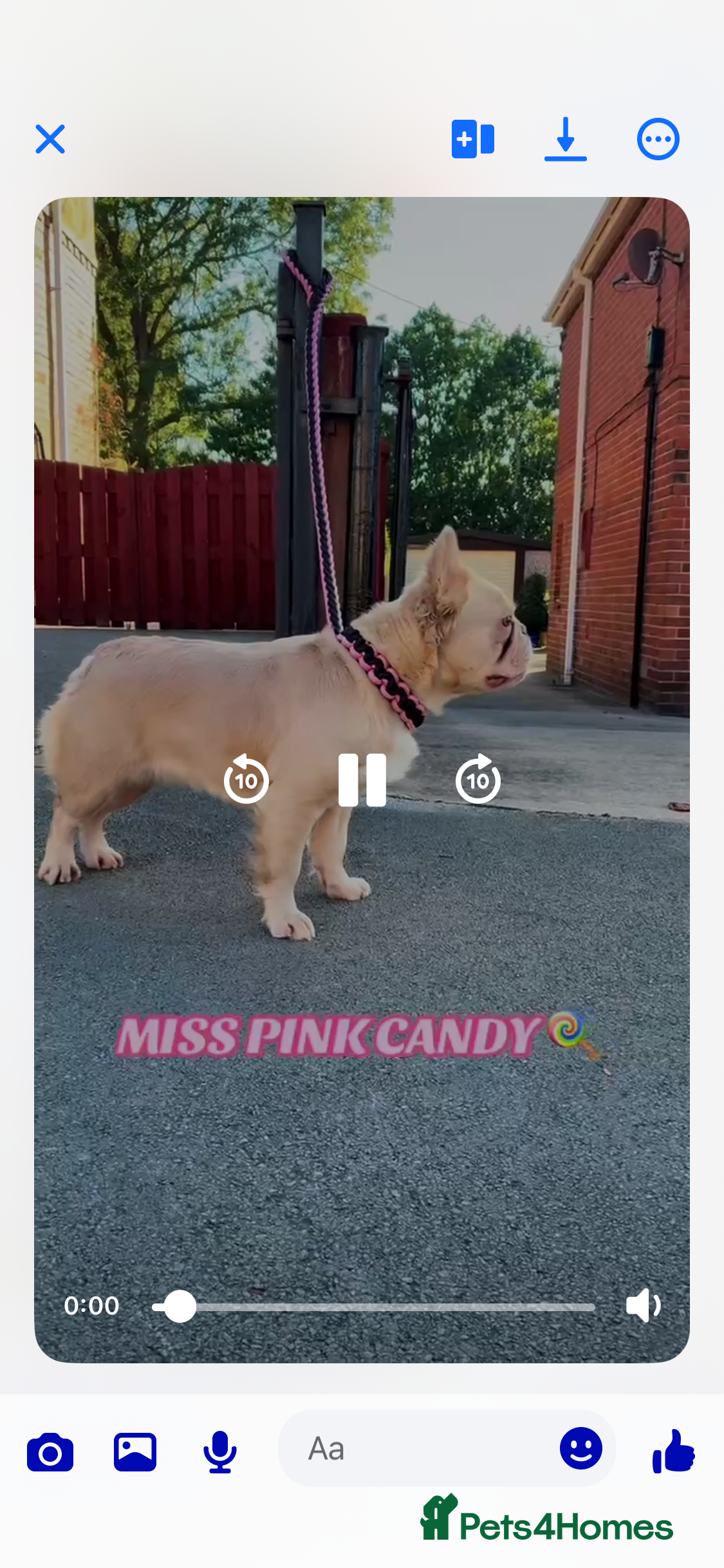 French Bulldog dogs Pink fluffy frenchie in Rotherham - Advert 1