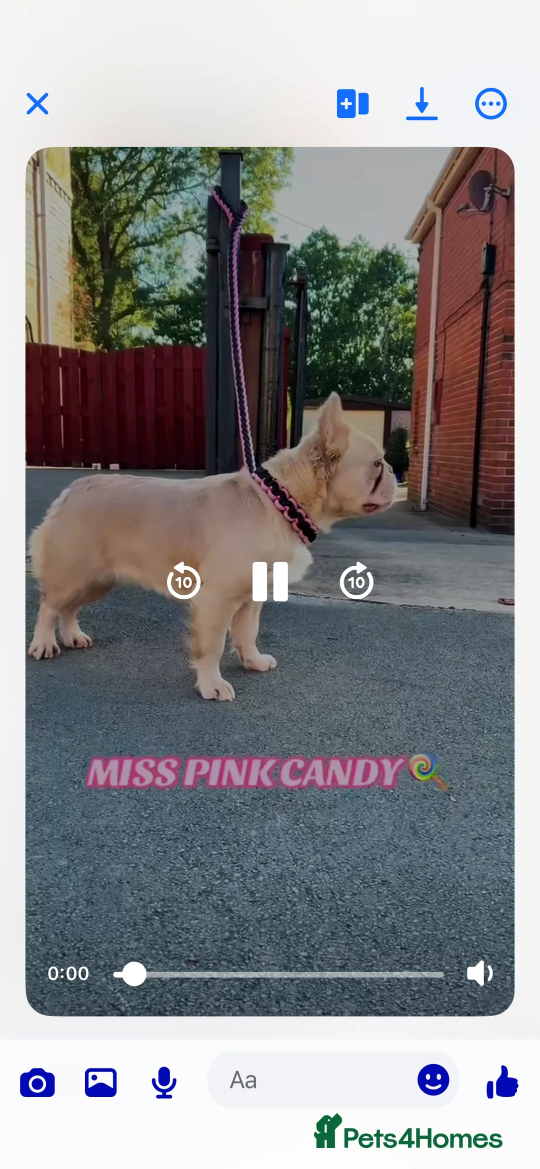 French Bulldog dogs for sale: Pink fluffy frenchie in Rotherham - Advert 1