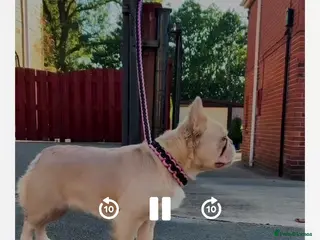 French Bulldog dogs Pink fluffy frenchie in Rotherham - Advert 1