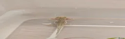 Mixed Breed invertebrates for sale: Baby alpine newts - Advert 5