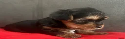 Yorkshire Terrier dogs for sale: Yorkshire Terrier  - Advert 4