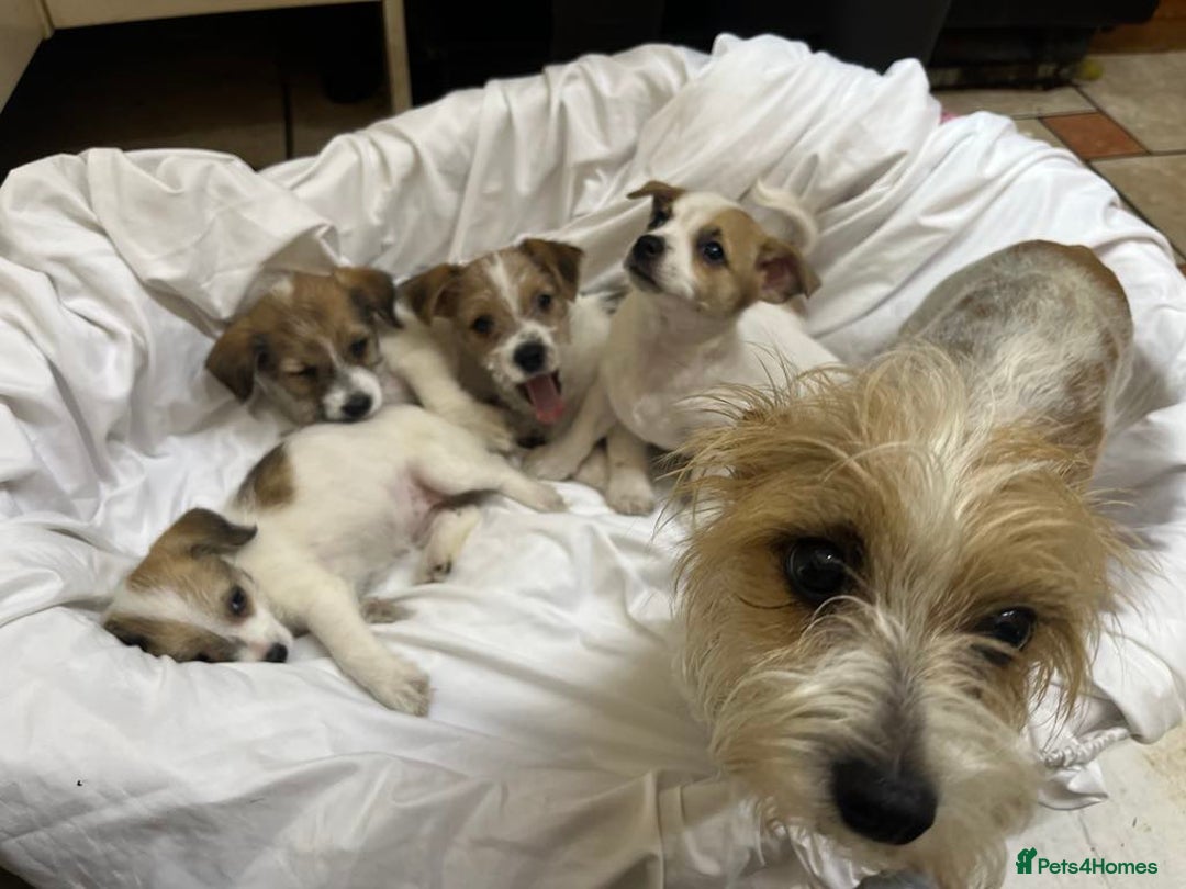 Mixed Breed dogs for sale: Jack Russell with a hint of Bichon Frise. - Image 27