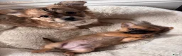 Pomchi dogs for sale: Pomchi puppies - Advert 7