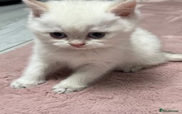 British Shorthair cats for sale: Beautiful golden white British short hair  - Image 10