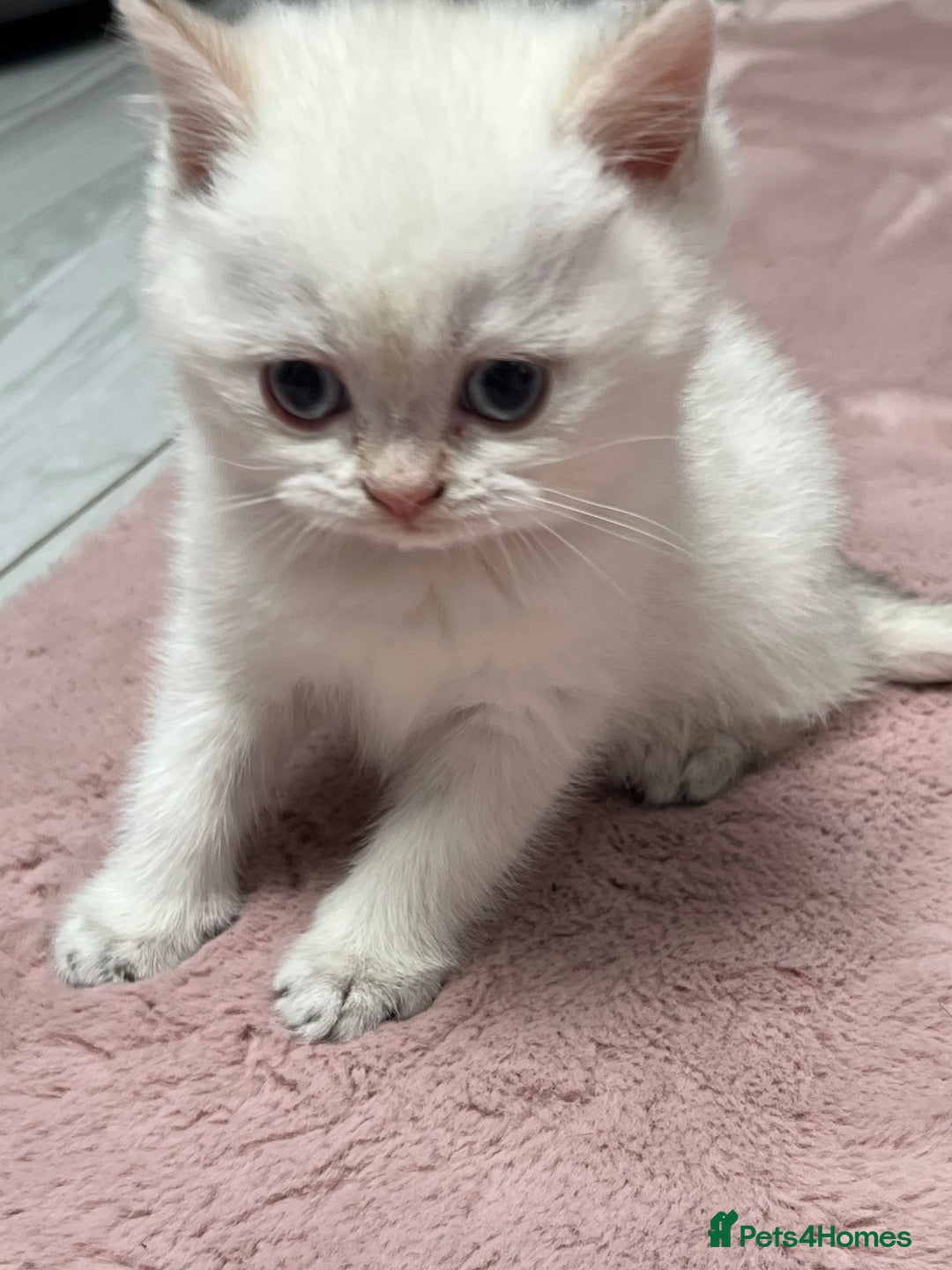 British Shorthair cats for sale: Beautiful golden white British short hair  - Image 10