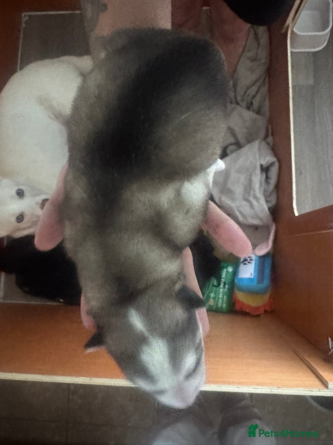 Siberian Husky dogs for sale: Husky Puppies – Ready 22/12/25 🐾  - Image 2