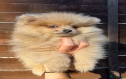 Pomeranian dogs for sale: Pomeranian Puppies looking for their forever homes - Image 16