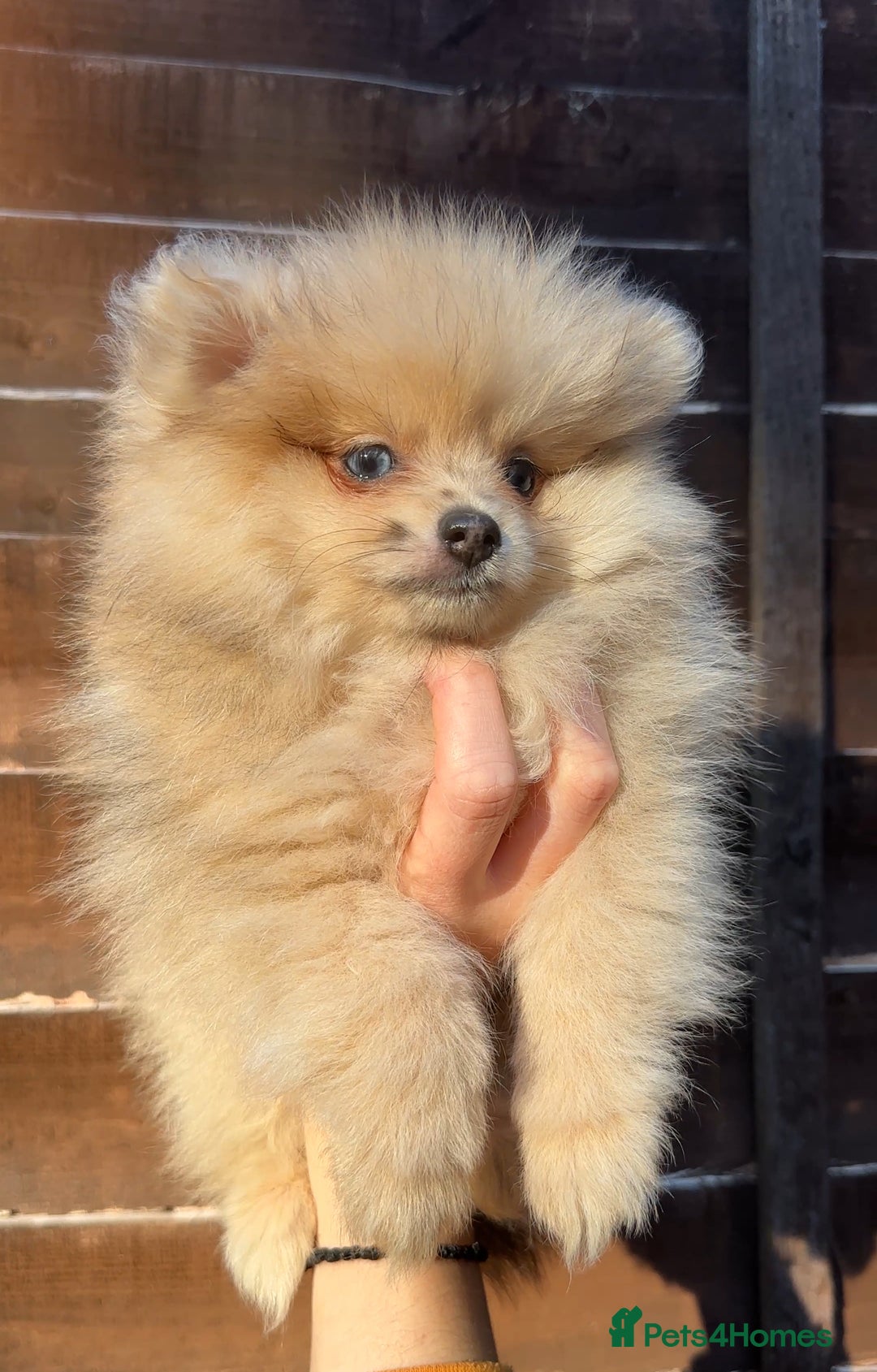Pomeranian dogs for sale: Pomeranian Puppies looking for their forever homes - Image 16