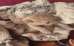 Scottish Fold cats for sale: Scottish fold and straight kittens  - Image 13
