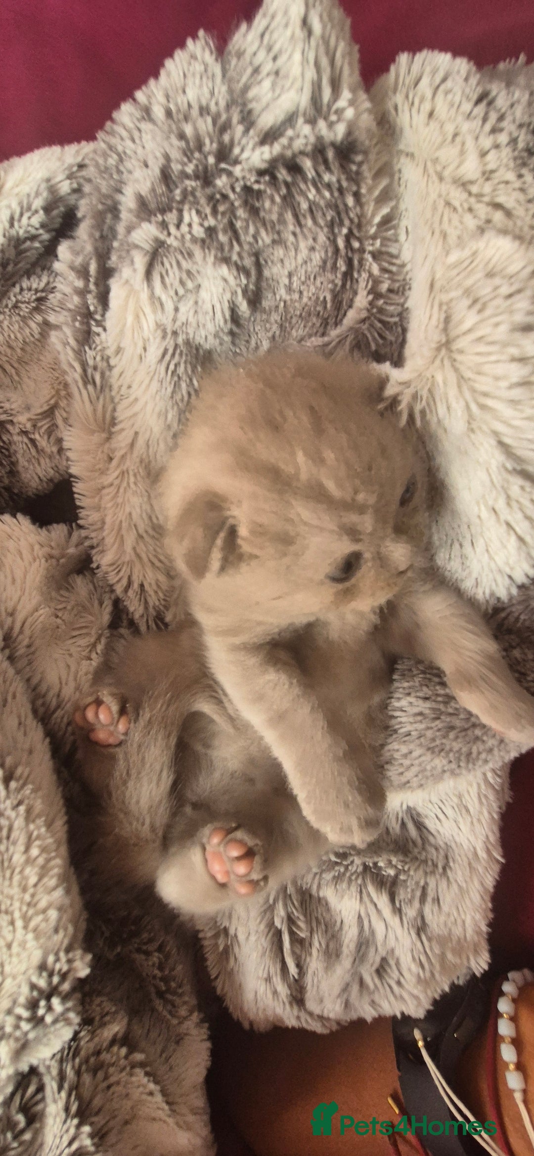 Scottish Fold cats for sale: Scottish fold and straight kittens  - Image 13