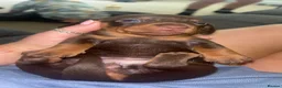 Miniature Dachshund dogs for sale: 2 girls left. Miniature Dachshund KC Puppies!  - Advert 35