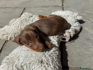 Miniature Dachshund dogs Last girl left - Isabella & Tan dapple - Advert 9