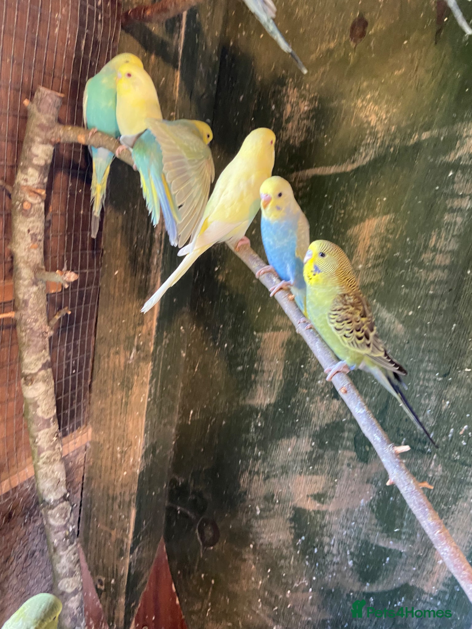 Budgerigars birds Baby budgies  - Advert 5