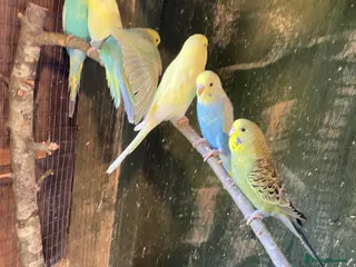 Budgerigars birds Baby budgies - Advert 5