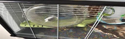 Mouse rodents for sale: Fancy Mice for sale in Wokingham - Advert 5