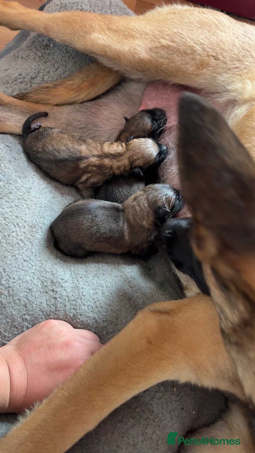 Belgian Shepherd Dog dogs for sale: Belgian Malinois Puppies Ready for Loving Homes in Darlington - Advert 2