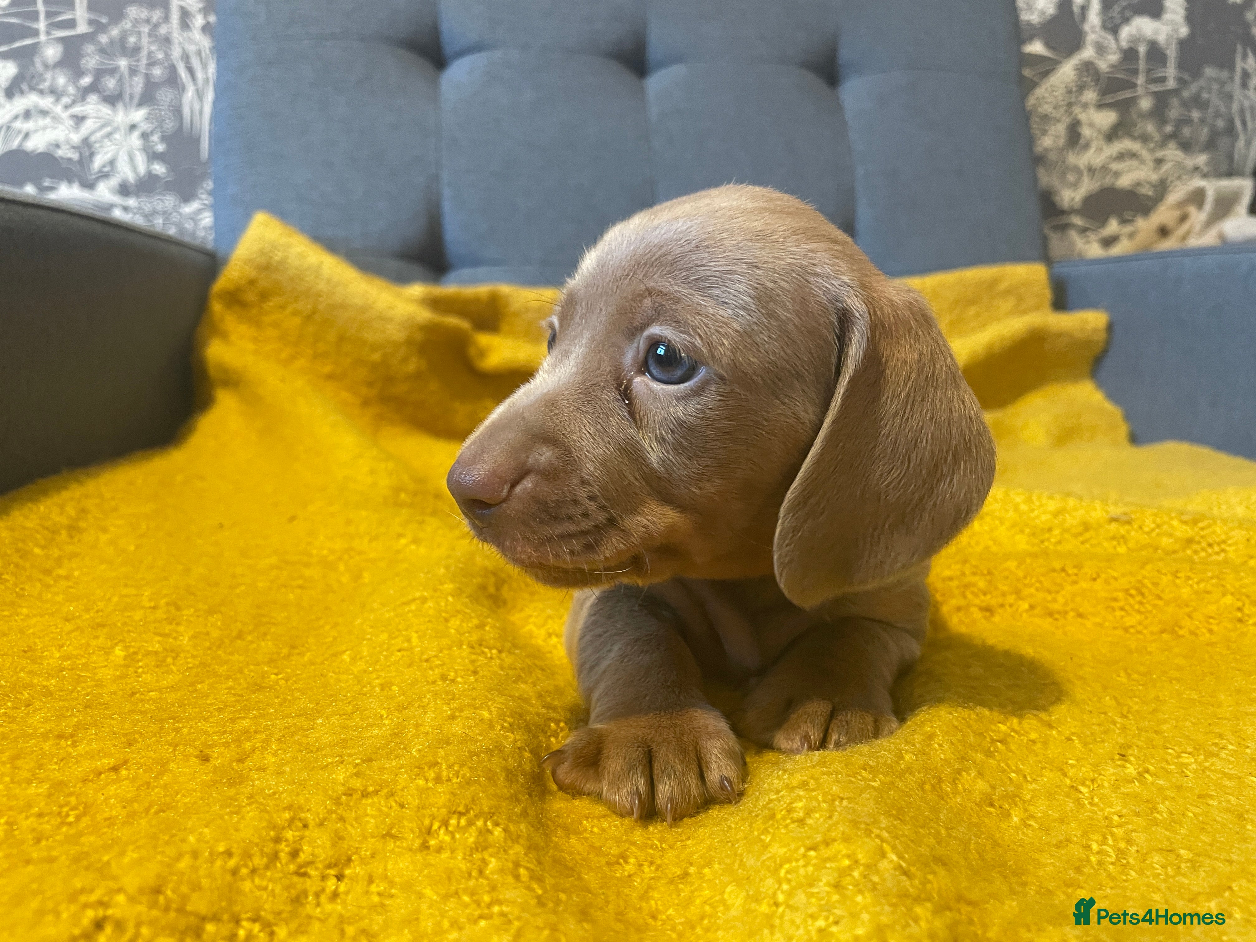 Miniature Dachshund dogs Kc Reg smooth hair miniature dachshund - Advert 9