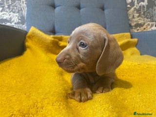 Miniature Dachshund dogs Kc Reg smooth hair miniature dachshund - Advert 9