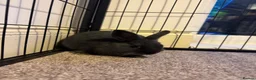 Netherland Dwarf rabbits for sale: 3 Netherland Dwarf babies.  in Droitwich - Advert 10