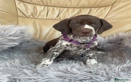 German Shorthaired Pointer dogs for sale: German shorthaired pointer boys and girls  - Image 5