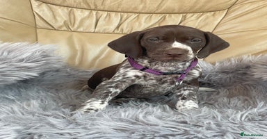 German Shorthaired Pointer dogs - Advert 2