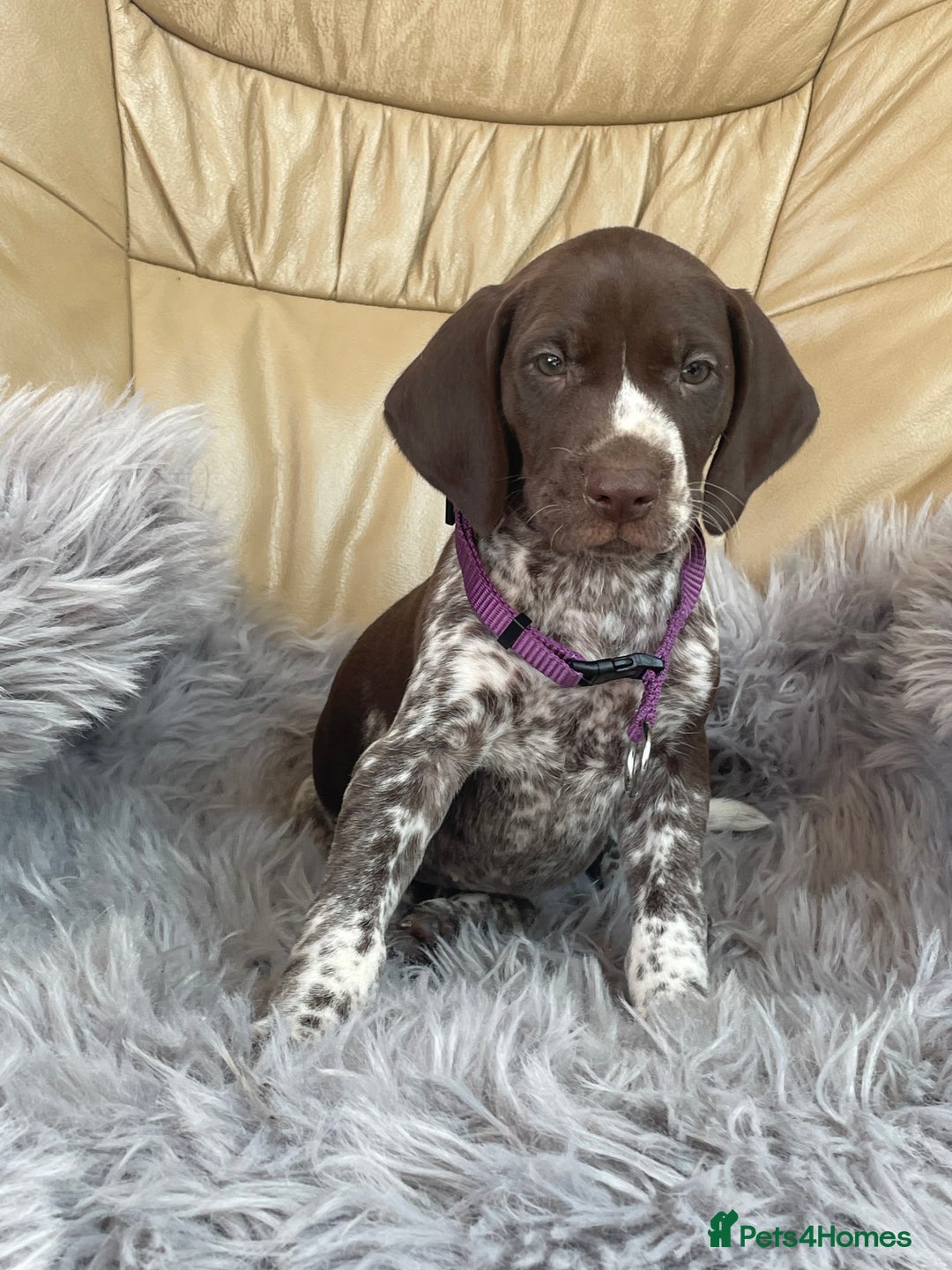 German Shorthaired Pointer dogs for sale: German shorthaired pointer boys and girls  - Image 5
